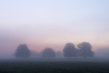 Obraz na płótnie Canvas Trees surrounded by fog at dawn in Autumn, United Kingdom