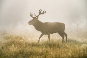 Naklejka na ściany i meble Red deer (Cervus elaphus) male stag in early morning mist during rutting season, United Kingdom
