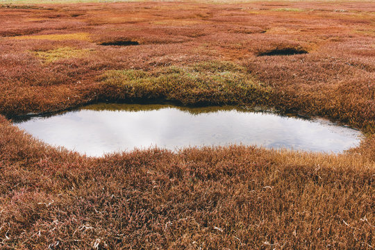 Intertidal pool of standing water with marsh grasses, dusk, Drakes Estero, Pt. Reyes National Seashore, California, USA.