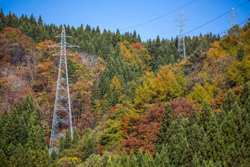 view of autum background