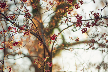 branch of a tree with red berries