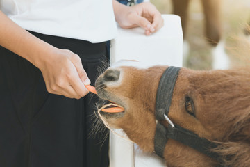 Boy feeding horse in his farm through a white wooden fence.