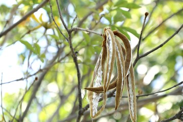 cotton tree in tropical