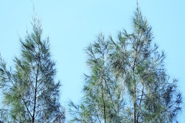 Pine tree in tropical