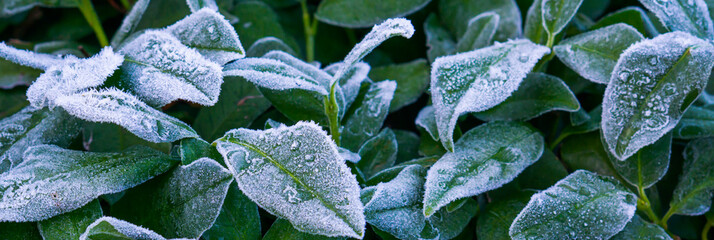 beautiful winter season or christmas background, frozen laurel leaves covered in ice crystals