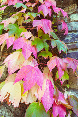 Autumn leaves