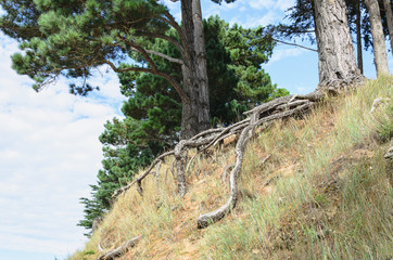Fototapeta premium Big trees and root at the edge of a cliff