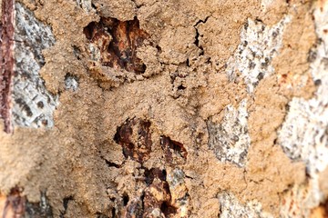 Termites on the tree