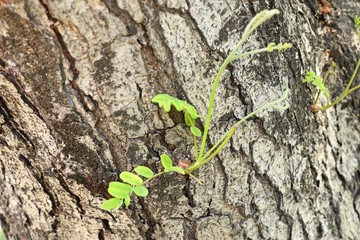 Green sprout plant with tree
