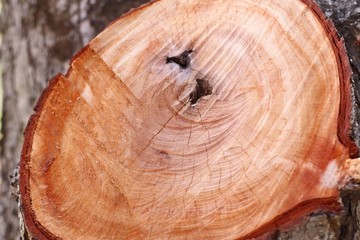 Cutting a tree stump