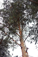 pine tree with broken branches is covered with snow