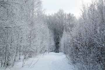 Fototapeta premium winter forest trail. the trees are covered with snow.