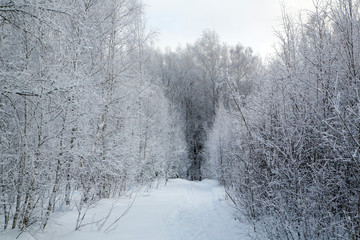 Fototapeta na wymiar winter forest trail. the trees are covered with snow.