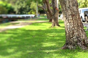 Walkway in the park