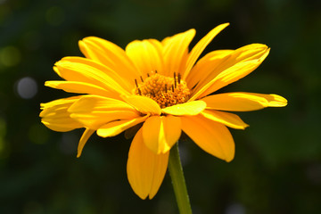 Yellow blooming heliopsis in sunny day