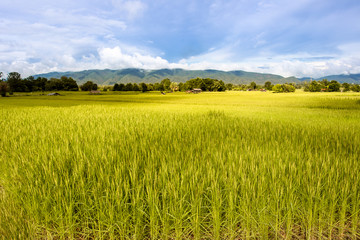 Landscape of beautiful Golden rice field in Asia.