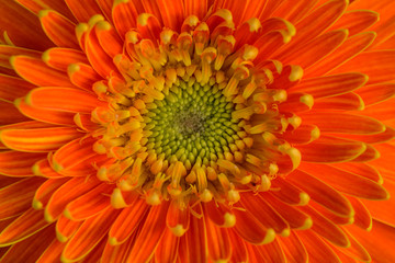 orange gerbera flower