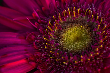 Fototapeta premium sunset on Barberton daisy