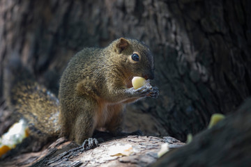 Cute Squirrel eating food on the tree