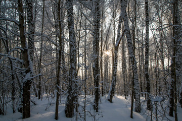 winter forest at sunset of Novosibirsk in the month of December 2018.