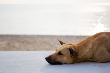 Stray dog sleeping at the beach while the sun rise.