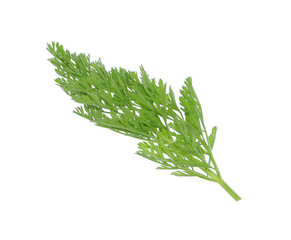 Carrot leaves isolated on white background