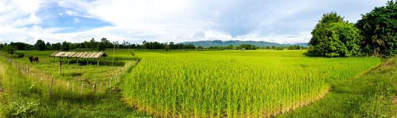 Obraz premium Panorama landscape of the golden Jasmine rice field in countryside in Asia.
