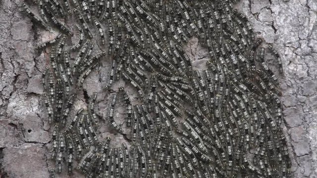 Group of caterpillars in a trunk scene. Some caterpillars move between them. Video recorded in Southeast of Brazil. Atlantic Forest Biome. 