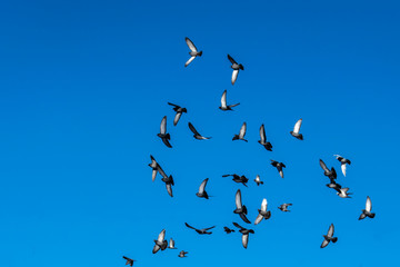 Fototapeta premium a flock of pigeons in flight