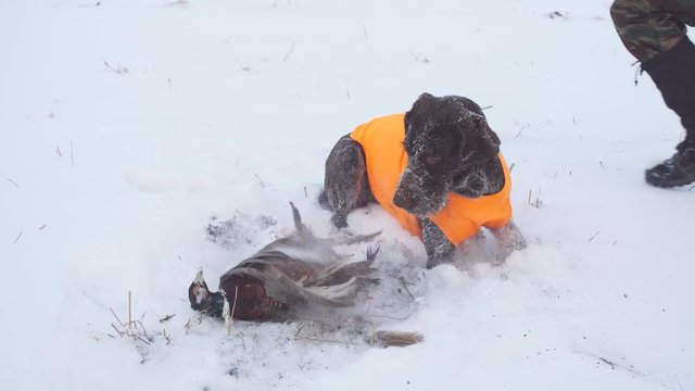 Hunting trained dog caught a bird. tamed pet. dog carrying a killed bird for owner. hunting dog has trained to fetch