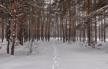 walk in the snowy woods. winter. coldly. snowfall. drifts