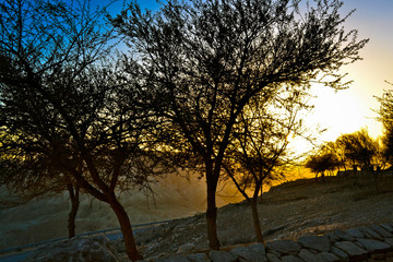 Israeli Sunset on a pathway through trees