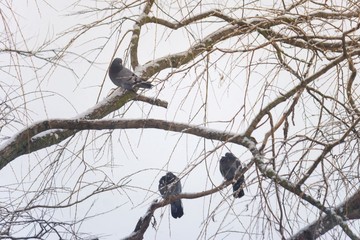 Three pigeons sit on the branches of a tree and bask in cold weather.