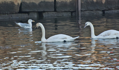 Swans and Seagull