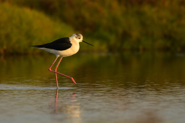 Bird feeding in water. Black-winged Stilt / Himantopus himantopus. Oman