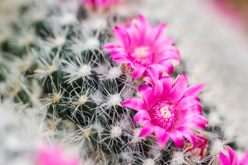 pink flower cactus