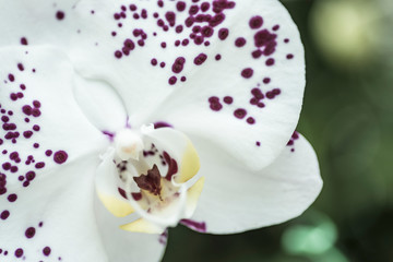 Fototapeta na wymiar closeup centre of purple spot moth orchid