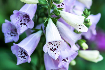 Digitalis purpurea - light purple © Profywit