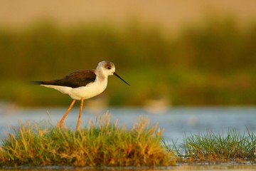 Bird feeding in water. Black-winged Stilt / Himantopus himantopus. Oman