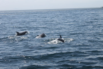 Fototapeta premium delfín