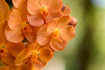 Obraz premium Orange Ascocentrum