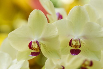 yellow pink tip moth orchid