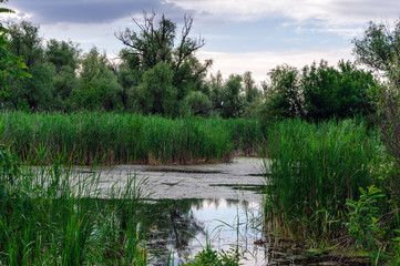 View of the Dnieper River with green thickets of reeds
