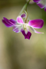 purple dendrobium orchid