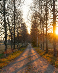 Obraz premium Birchtree road at sunset, Finland
