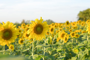 The beautiful sunflower field of the farmer.