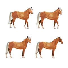 Horses in various poses