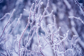 branches of a bush covered with hoarfrost close up