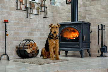 Airedale Terrier dog (1 year old), in the interior of the house (by the fireplace and woodpile)