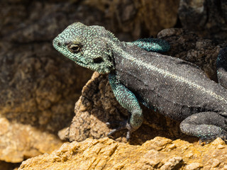 Southern Rock Agama Lizard on a rock at Cape of Good Hope, South Africa